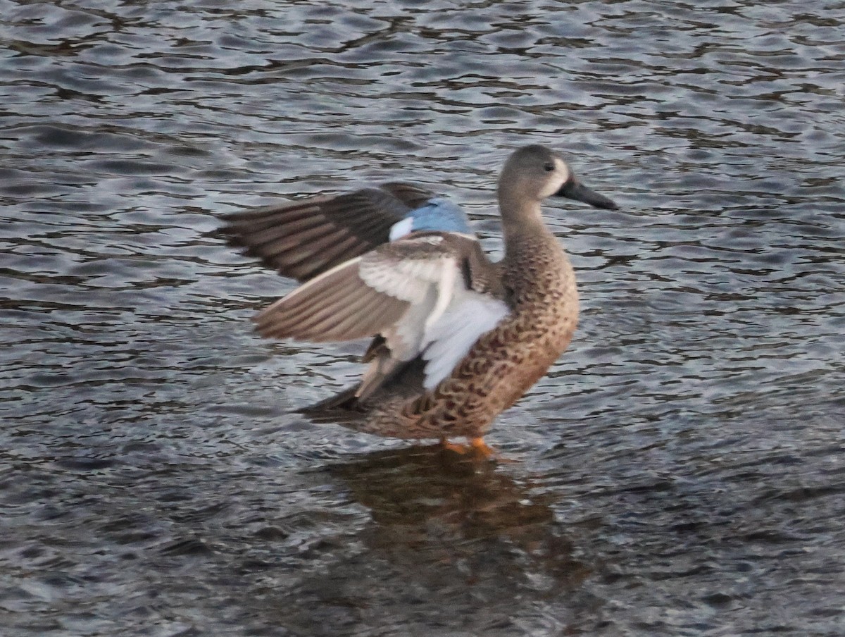 Blue-winged Teal - ML642846579