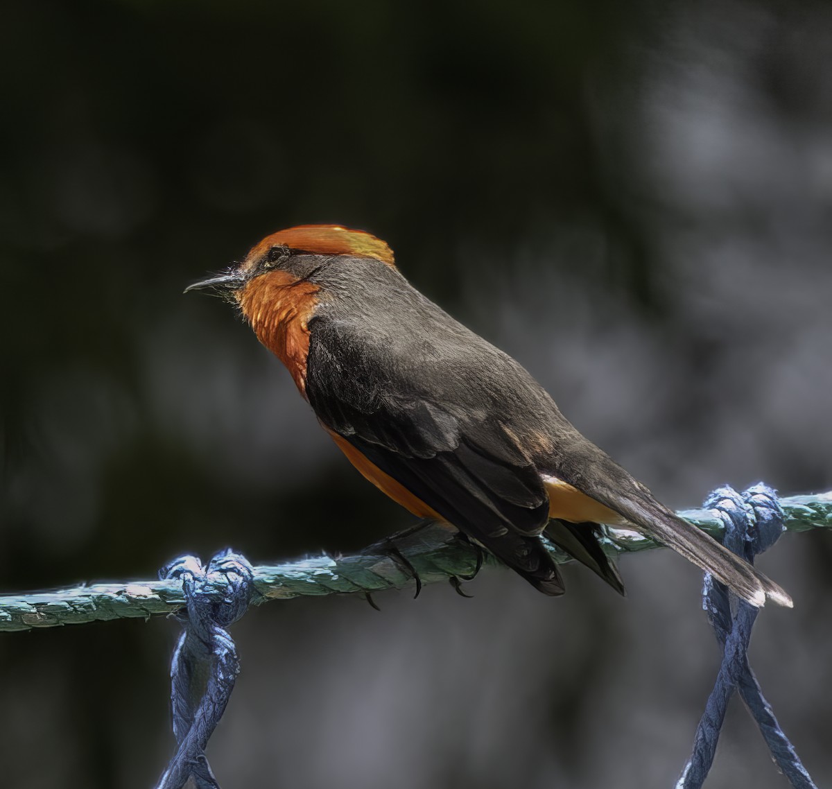 Vermilion Flycatcher - ML642846588