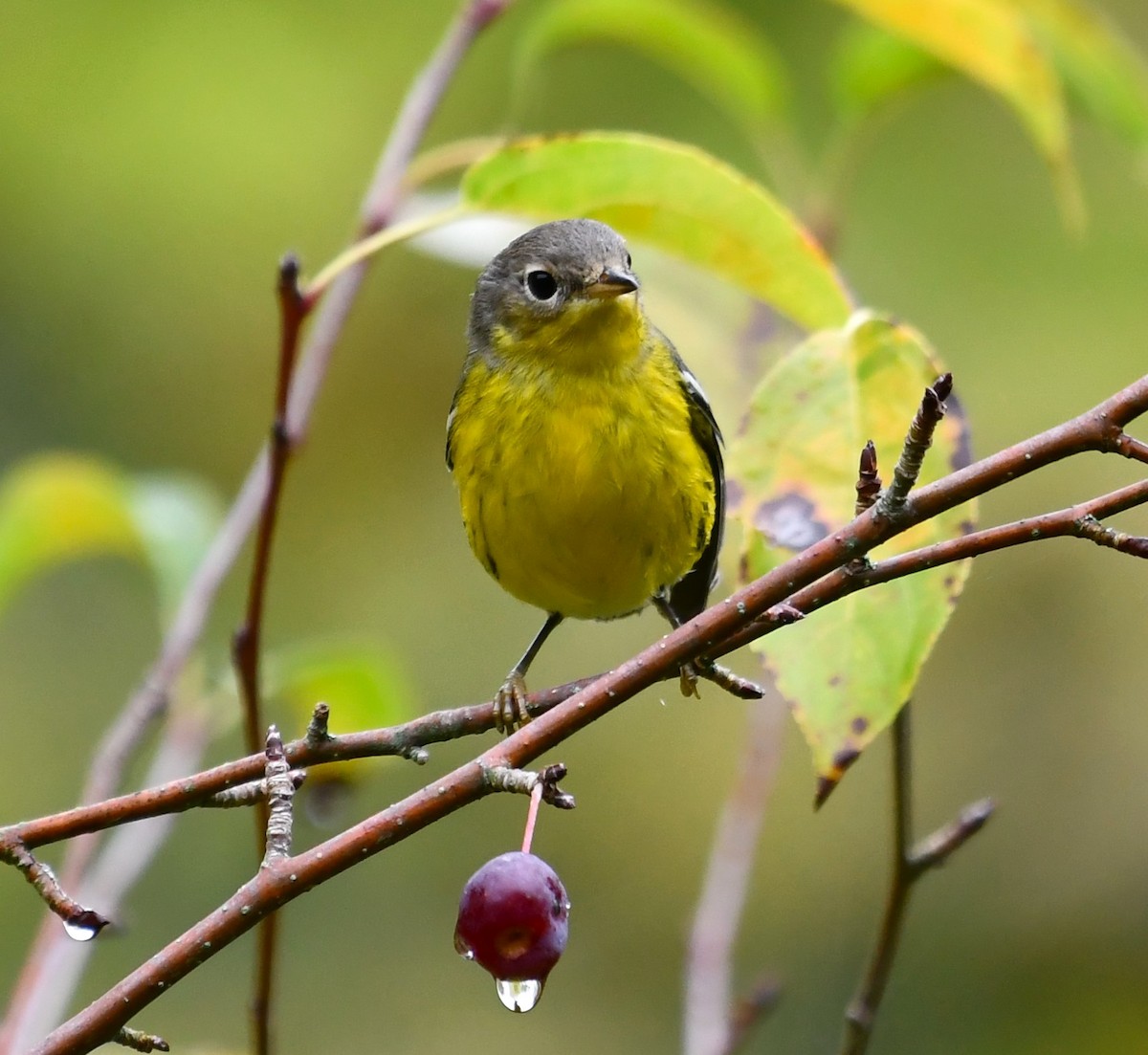 Magnolia Warbler - ML642846590