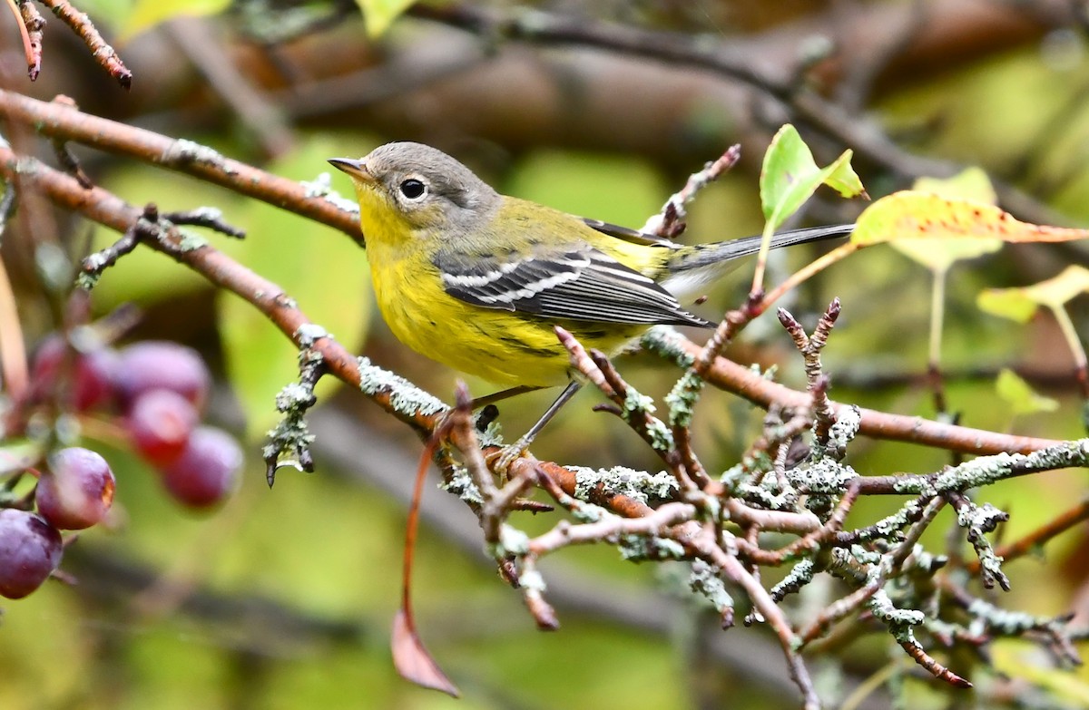 Magnolia Warbler - ML642846591