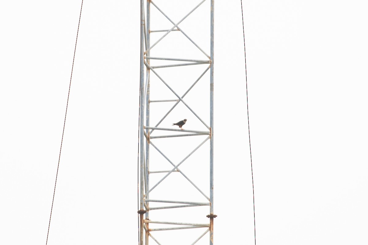 Bat Falcon - ML642846598