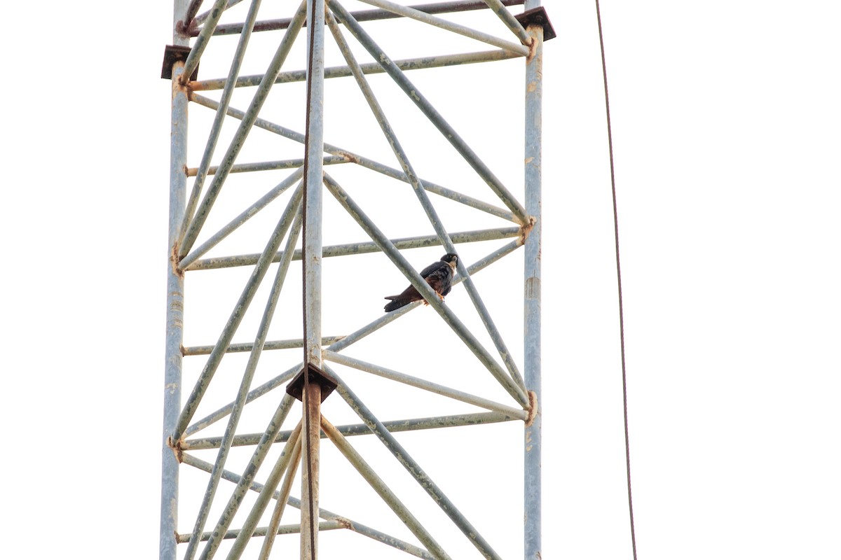 Bat Falcon - ML642846599