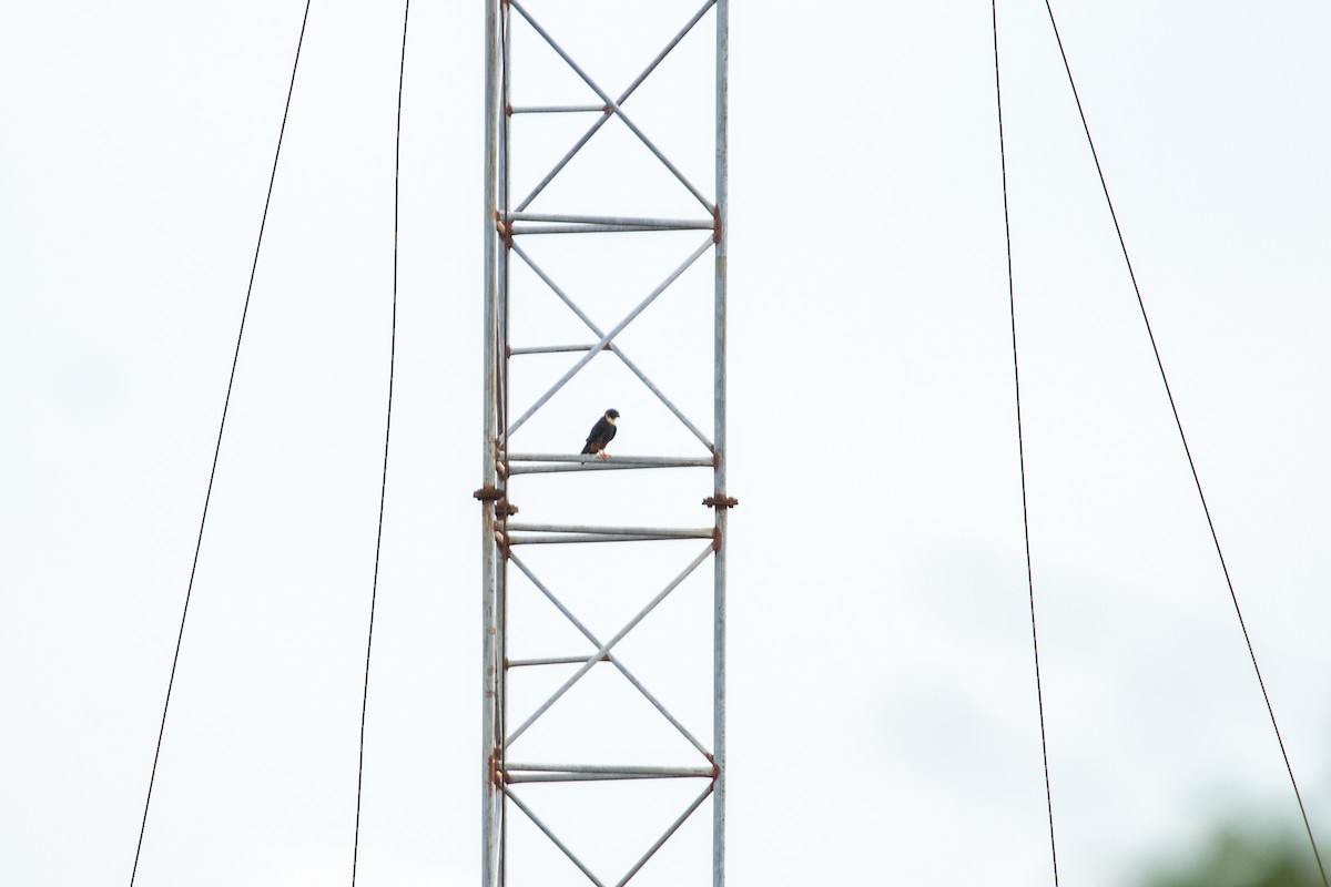 Bat Falcon - ML642846600