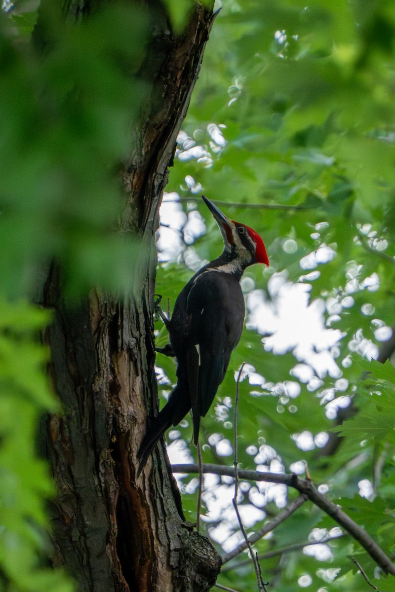 Pileated Woodpecker - ML642846607
