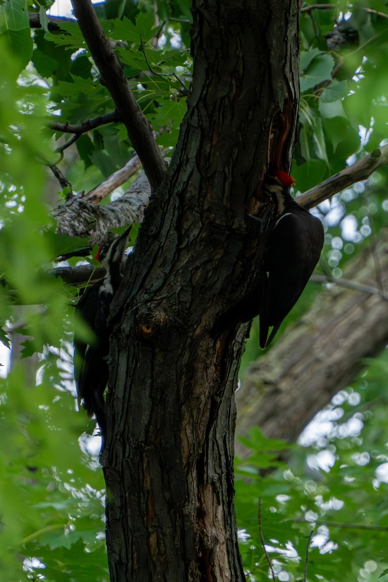 Pileated Woodpecker - ML642846608