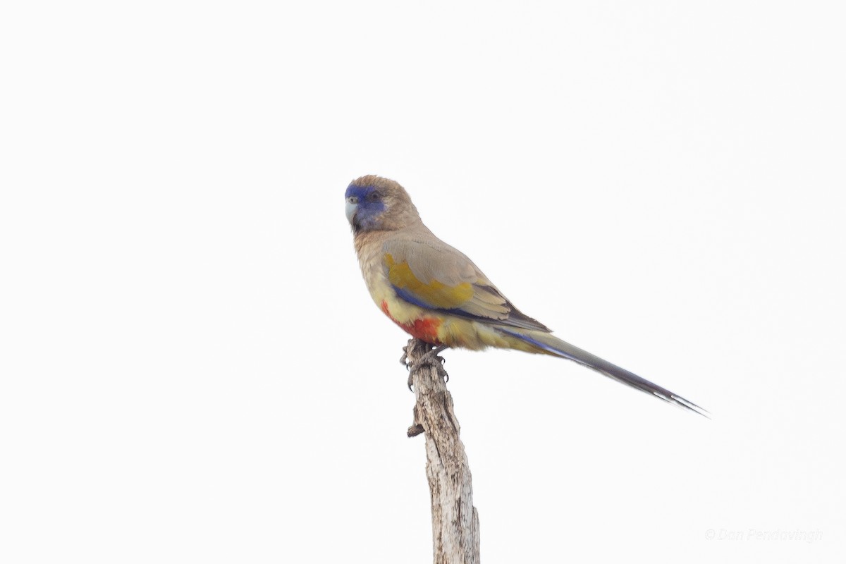 ハナガサインコ - ML642846617