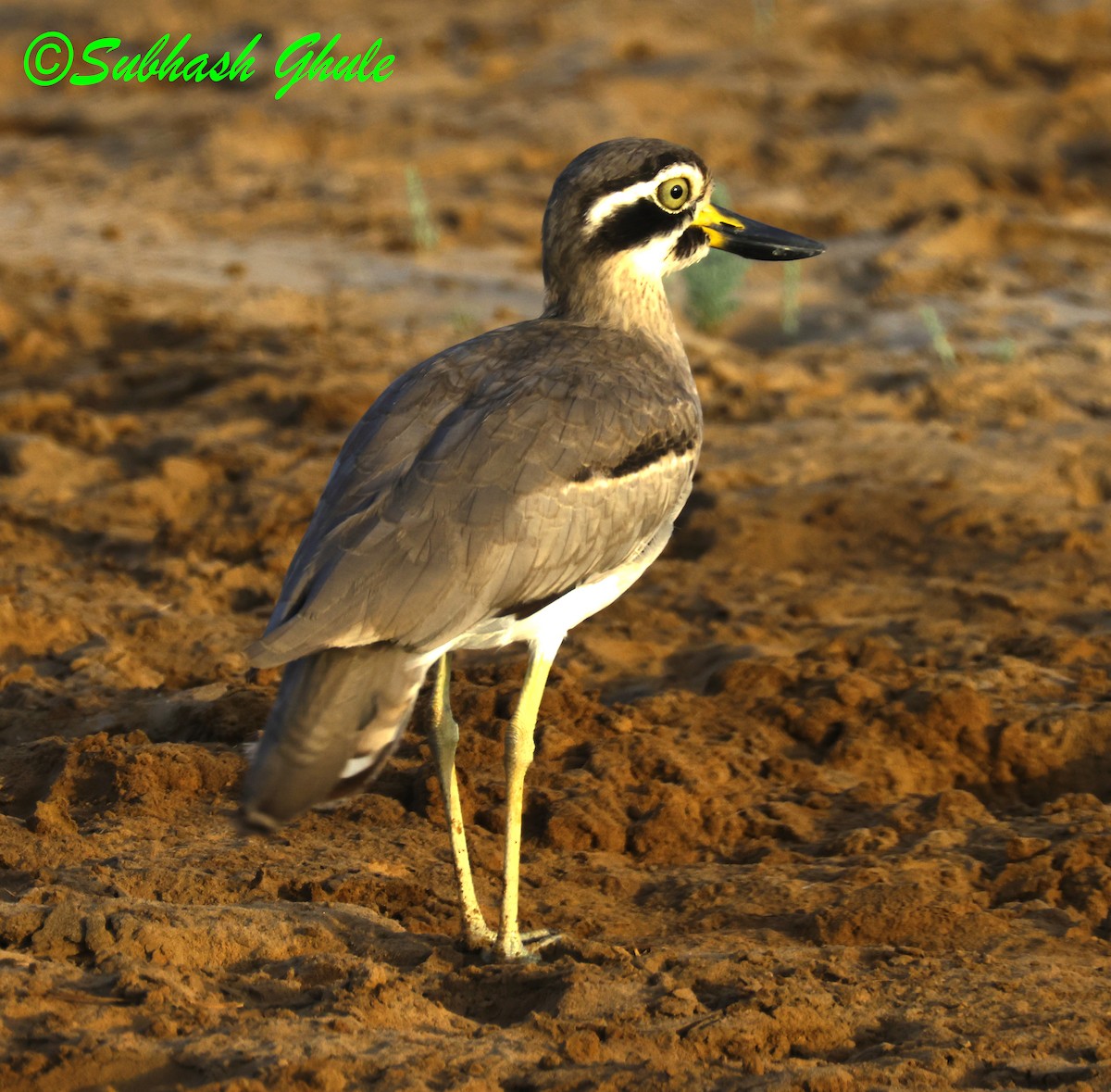 Great Thick-knee - ML642846618