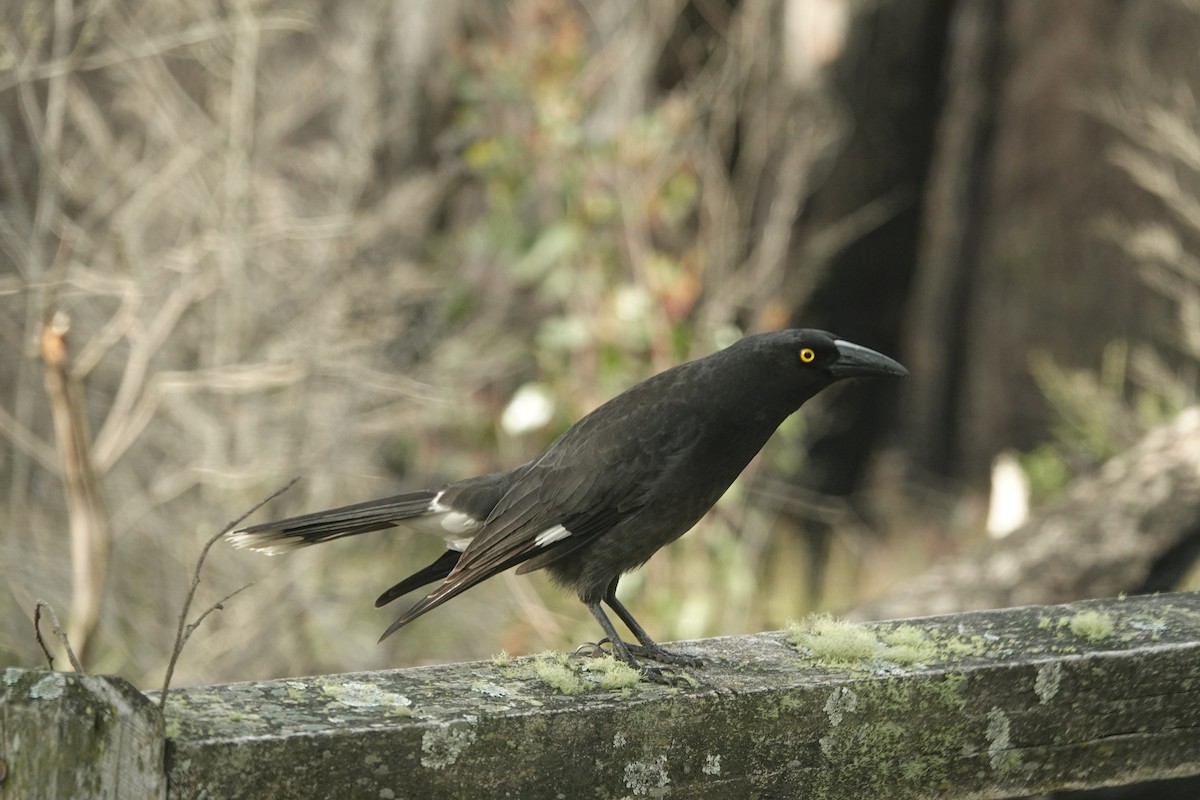 Pied Currawong - ML642846620