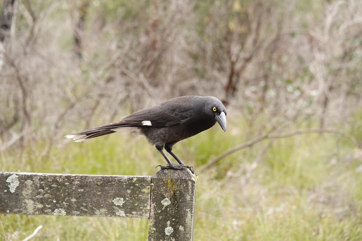 Pied Currawong - ML642846621