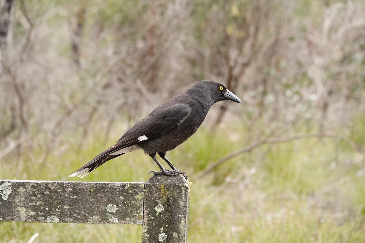 Pied Currawong - ML642846622