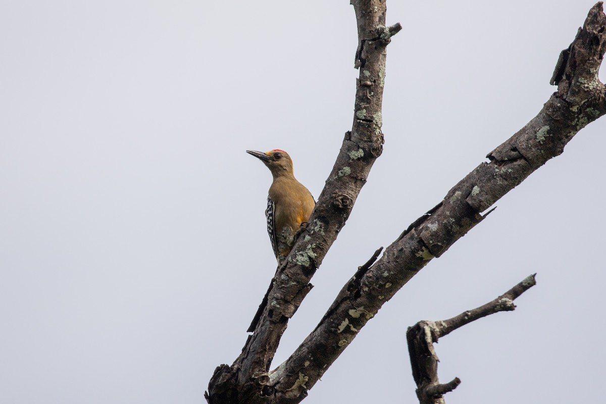 Hoffmann's Woodpecker - ML642846624