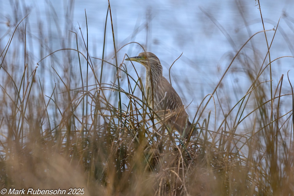 Black-crowned Night Heron - ML642846625