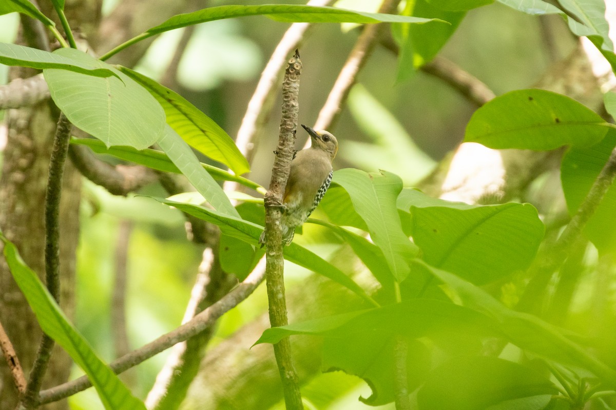 Hoffmann's Woodpecker - ML642846626