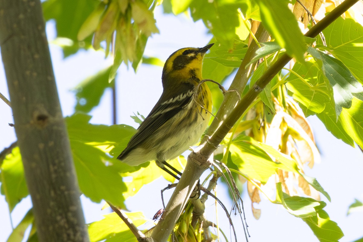 Townsend's Warbler - ML642846627