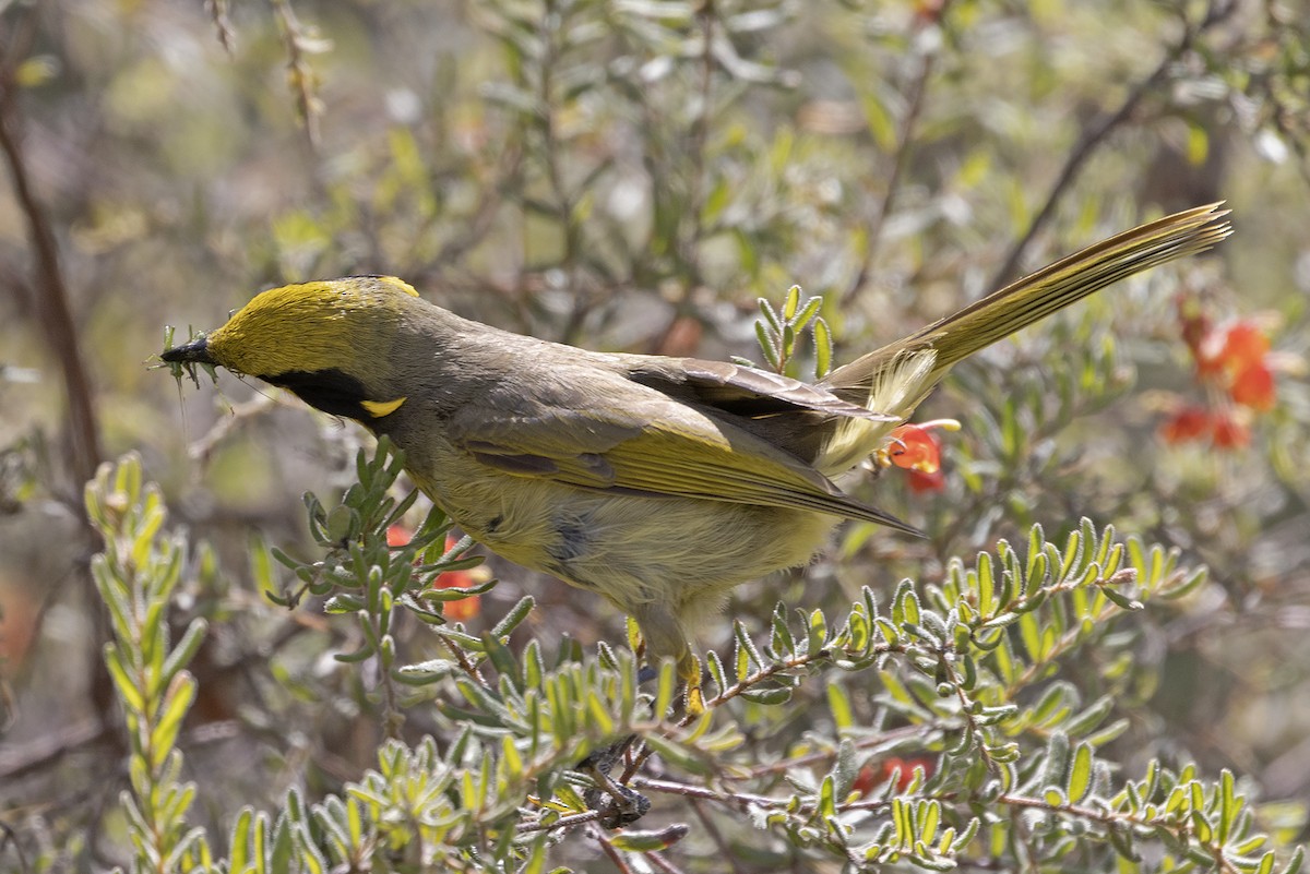 Yellow-tufted Honeyeater (Yellow-tufted) - ML642846628
