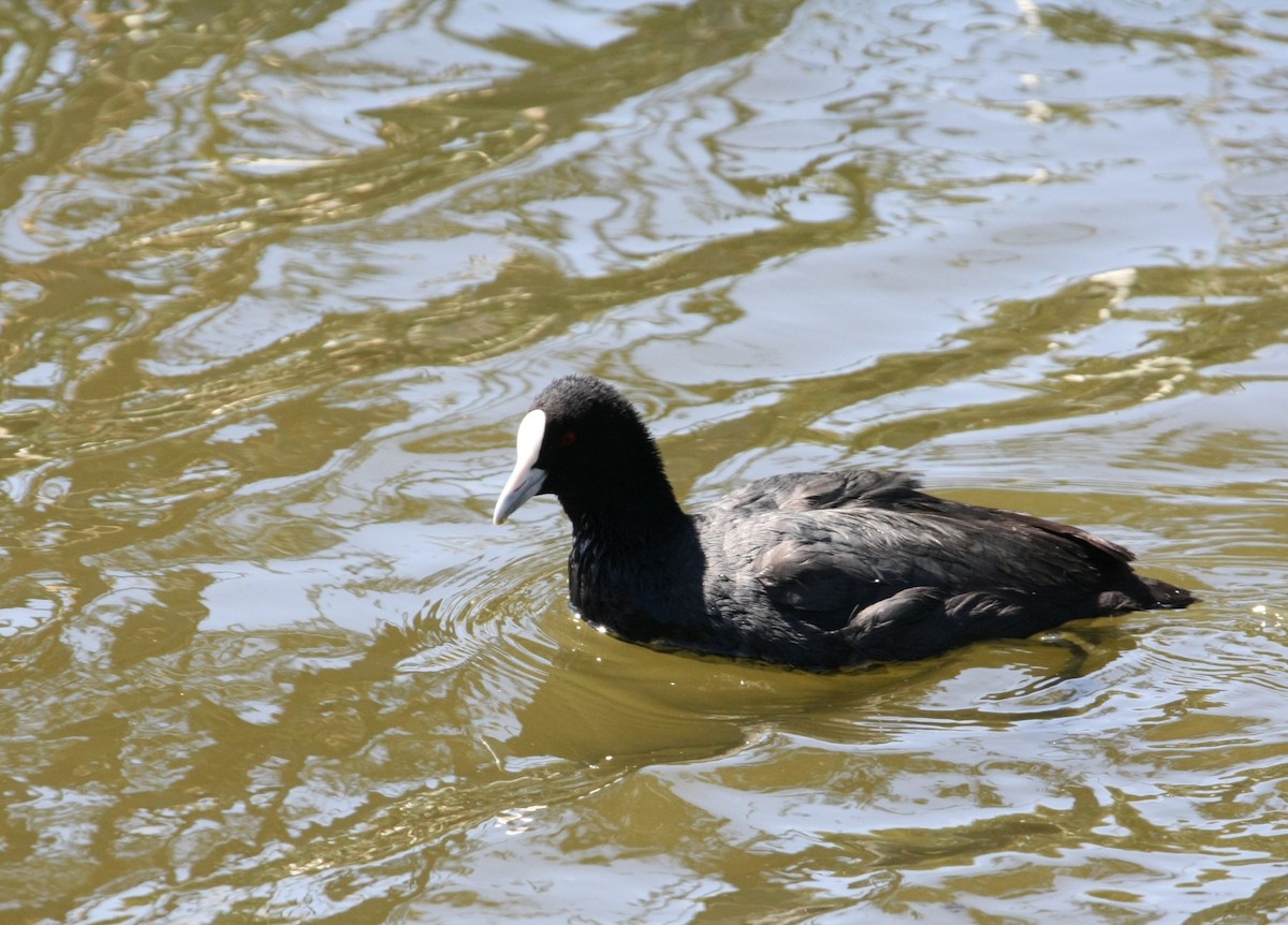 Eurasian Coot - ML642846629