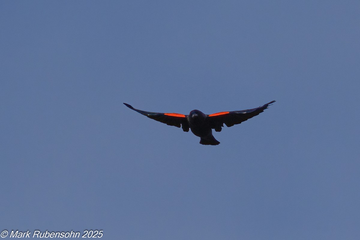 Red-winged Blackbird - ML642846630