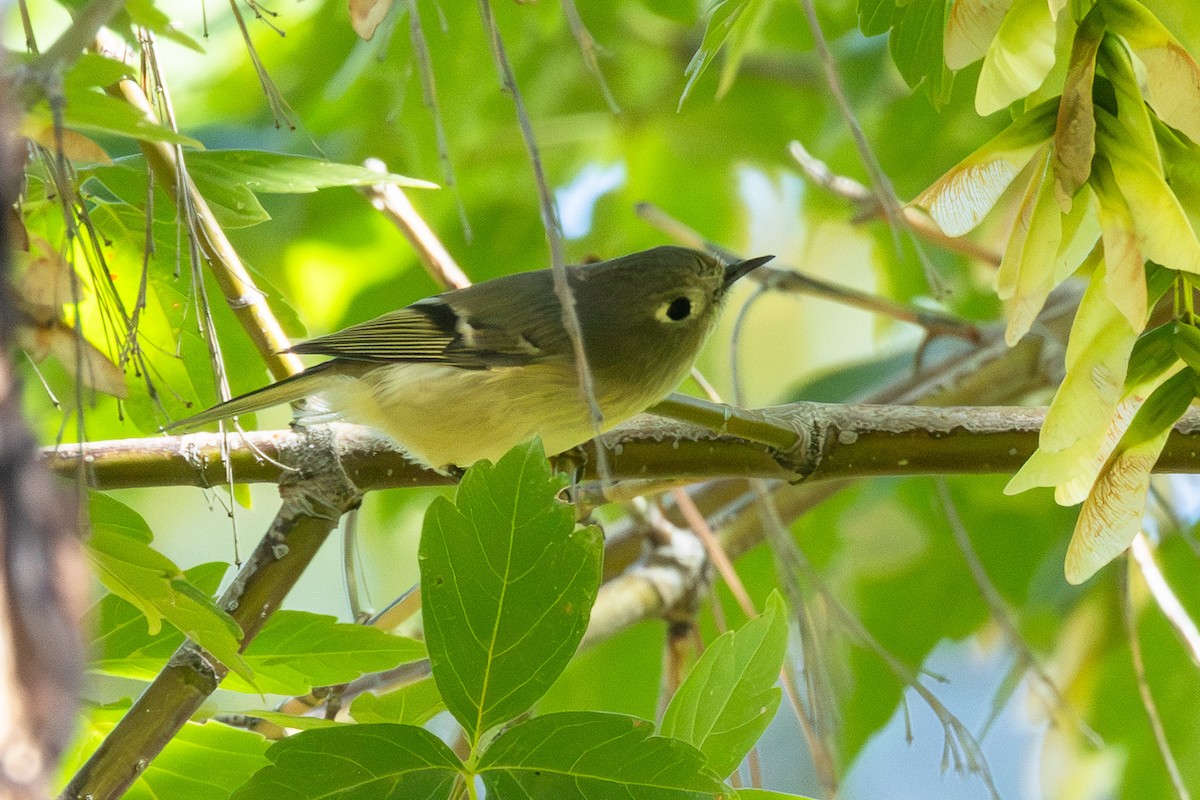 Ruby-crowned Kinglet - ML642846631