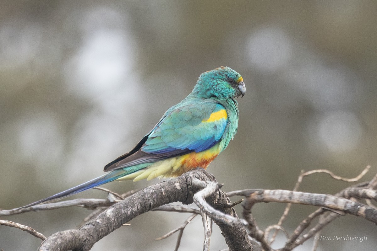 Mulga Parrot - ML642846632