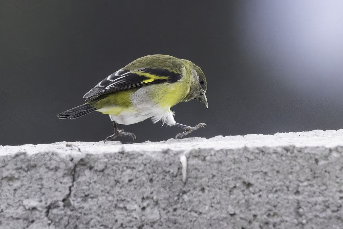 Hooded Siskin - ML642846636