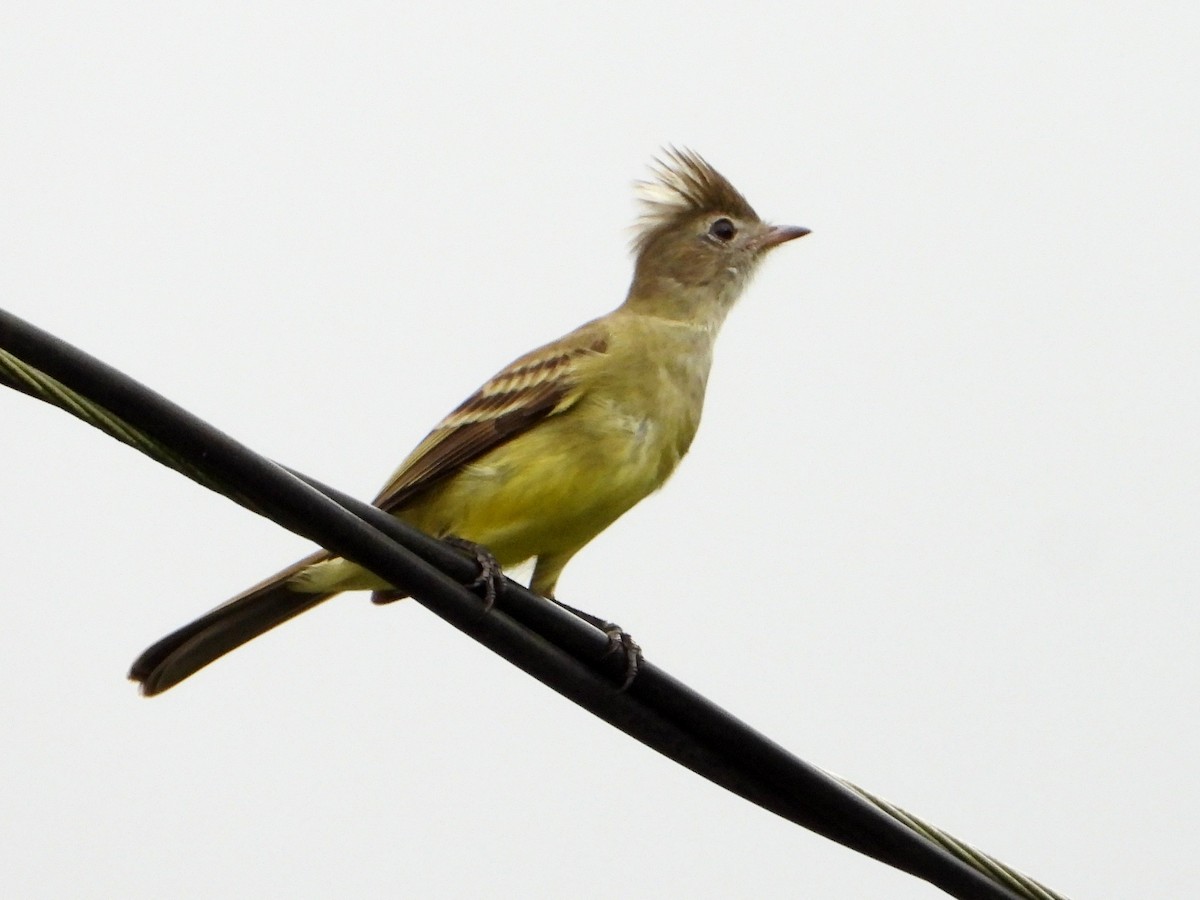 Yellow-bellied Elaenia - ML642846637