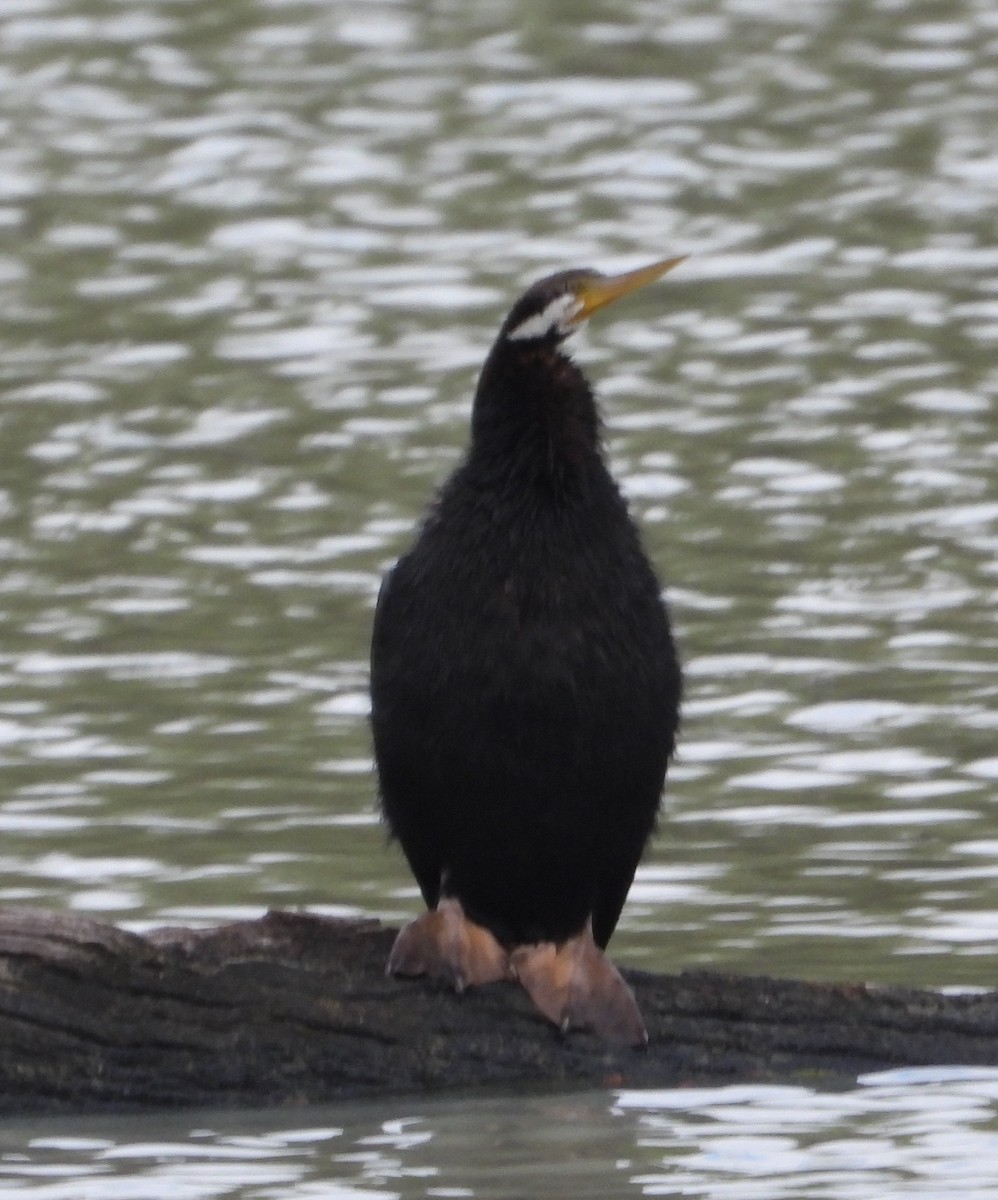 Australasian Darter - ML642846638