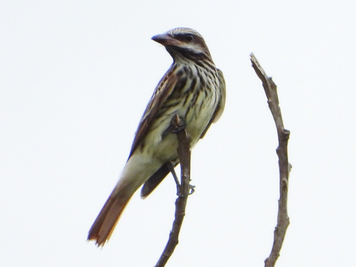 Sulphur-bellied Flycatcher - ML642846639