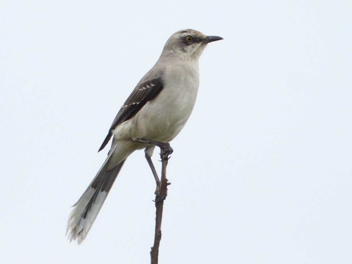 Tropical Mockingbird - ML642846640