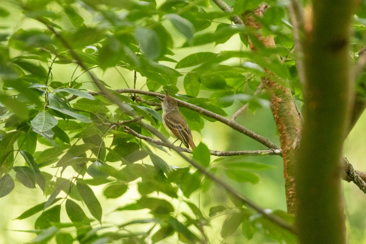 Brown-crested Flycatcher - ML642846641
