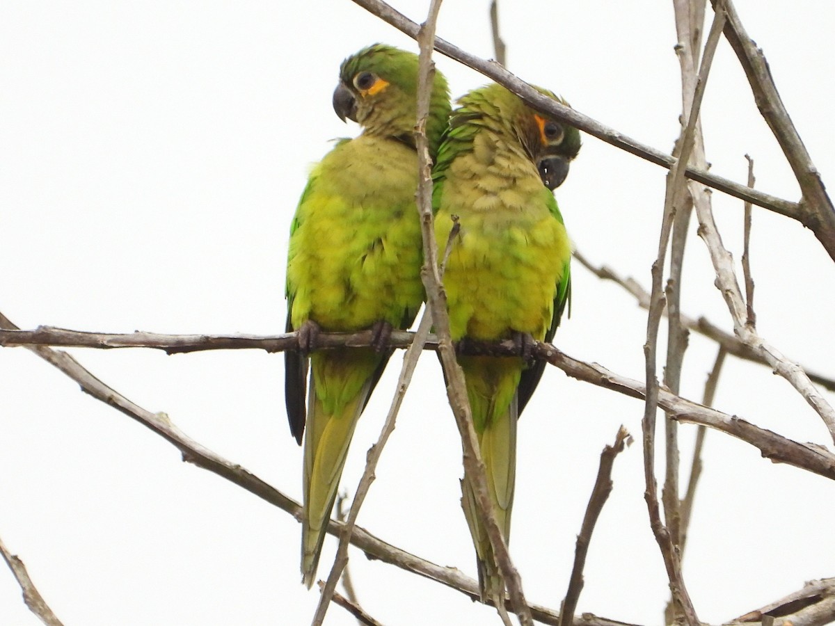 Brown-throated Parakeet - ML642846642