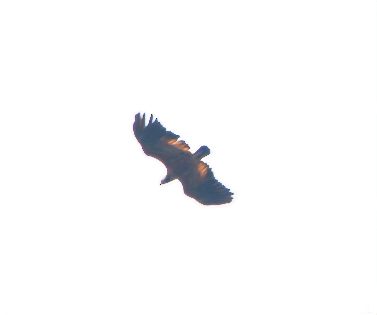 Black-collared Hawk - ML642846644