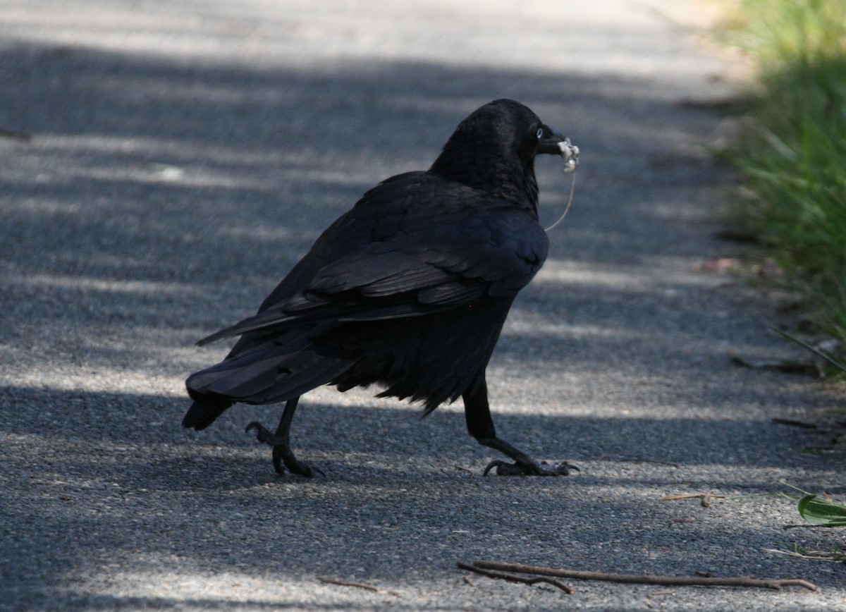 Australian Raven - ML642846645
