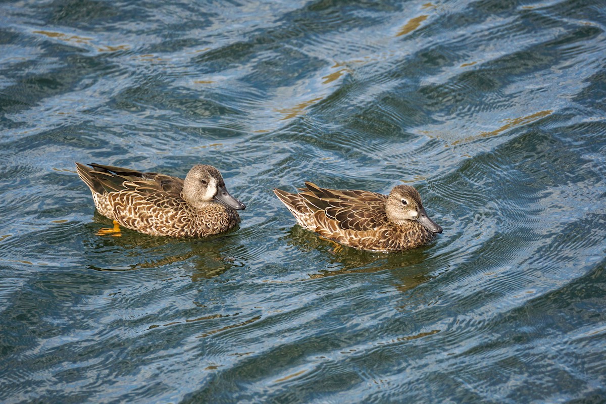 Blue-winged Teal - ML642846646