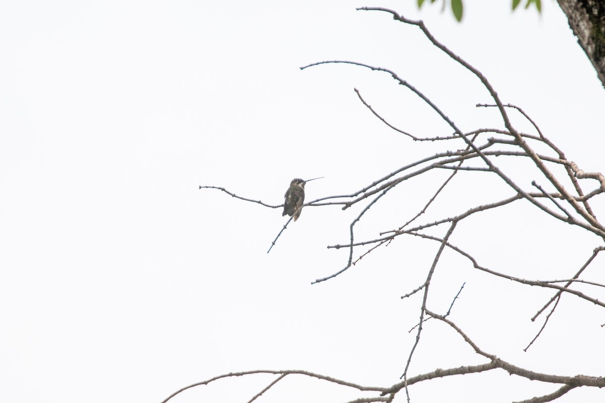 Plain-capped Starthroat - ML642846648
