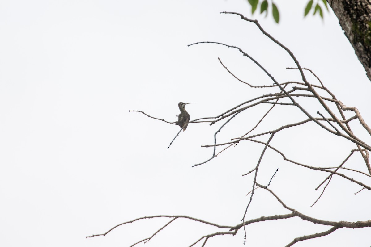 Plain-capped Starthroat - ML642846649