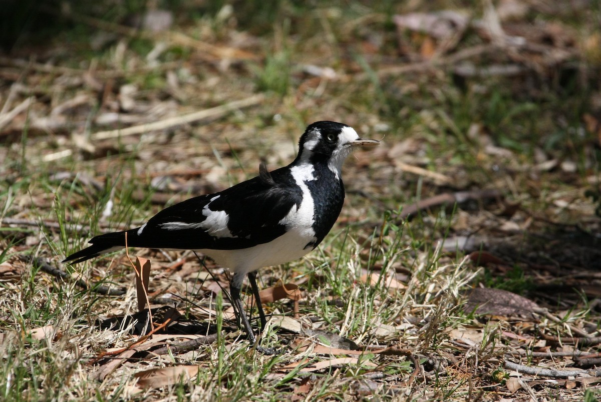 Magpie-lark - ML642846652