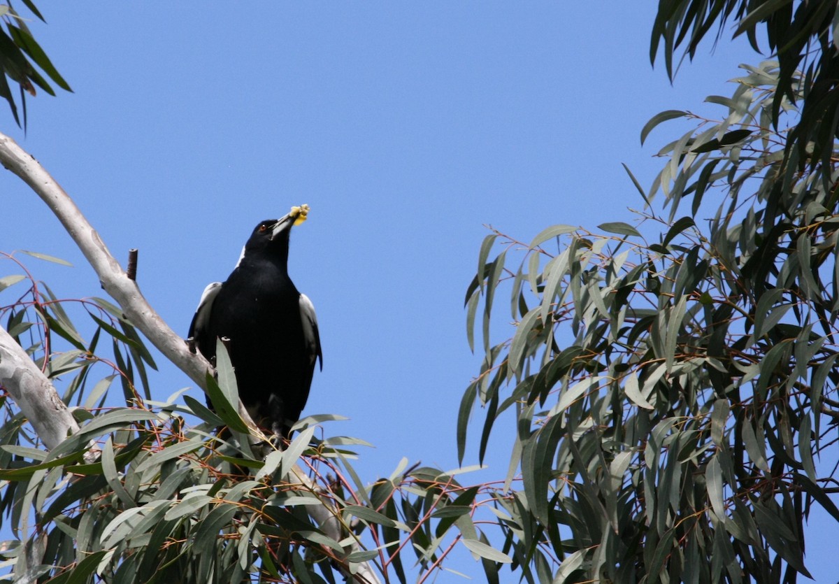 Australian Magpie - ML642846656