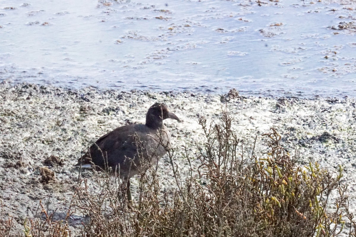 Common Gallinule - ML642846660