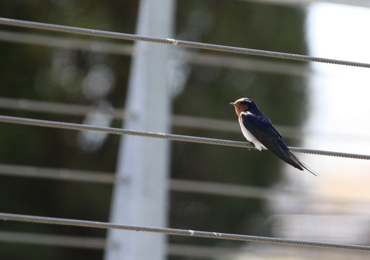 Welcome Swallow - ML642846661