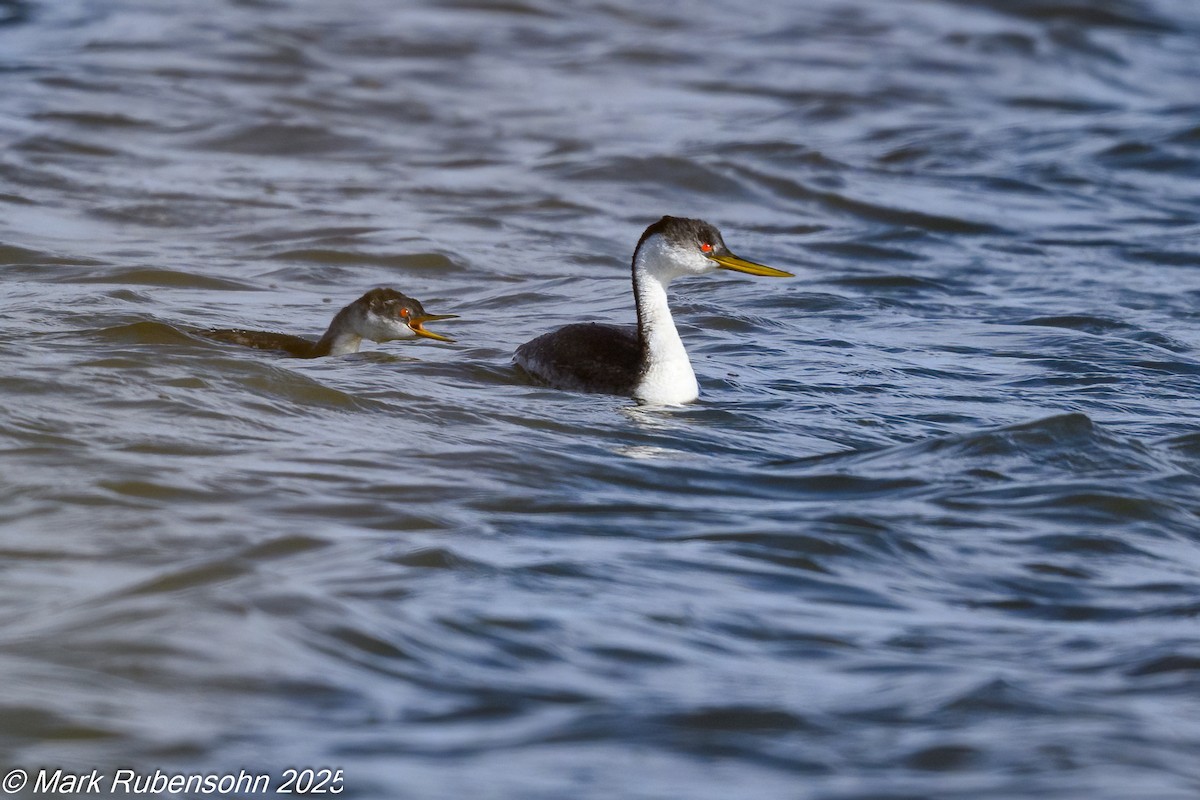 Western Grebe - ML642846662