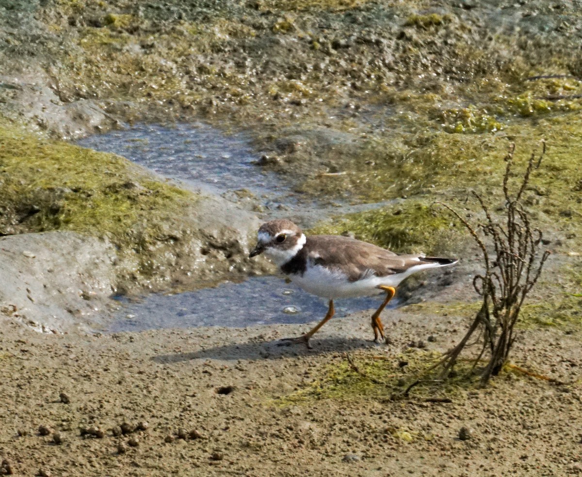 Semipalmated Plover - ML642846671