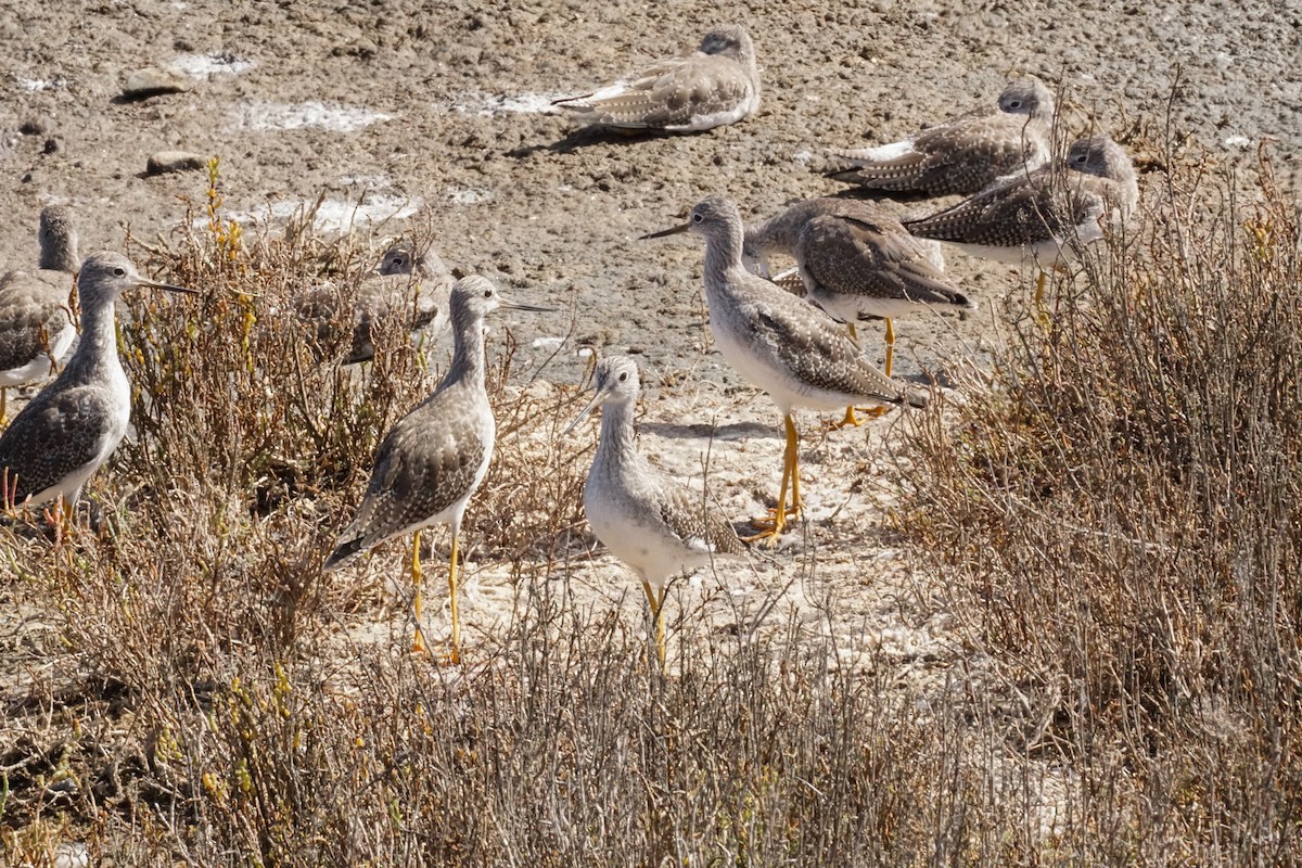 Greater Yellowlegs - ML642846673