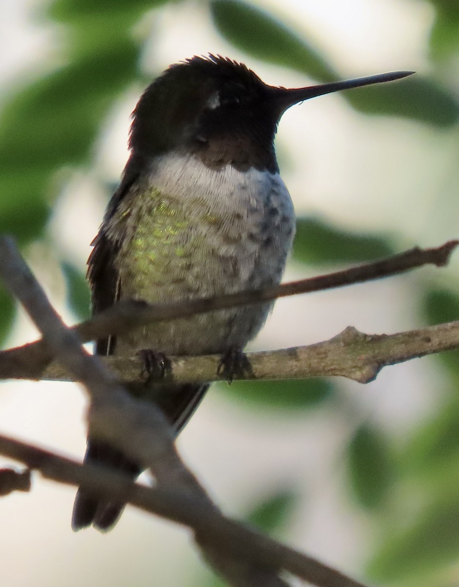 Anna's Hummingbird - ML642846674