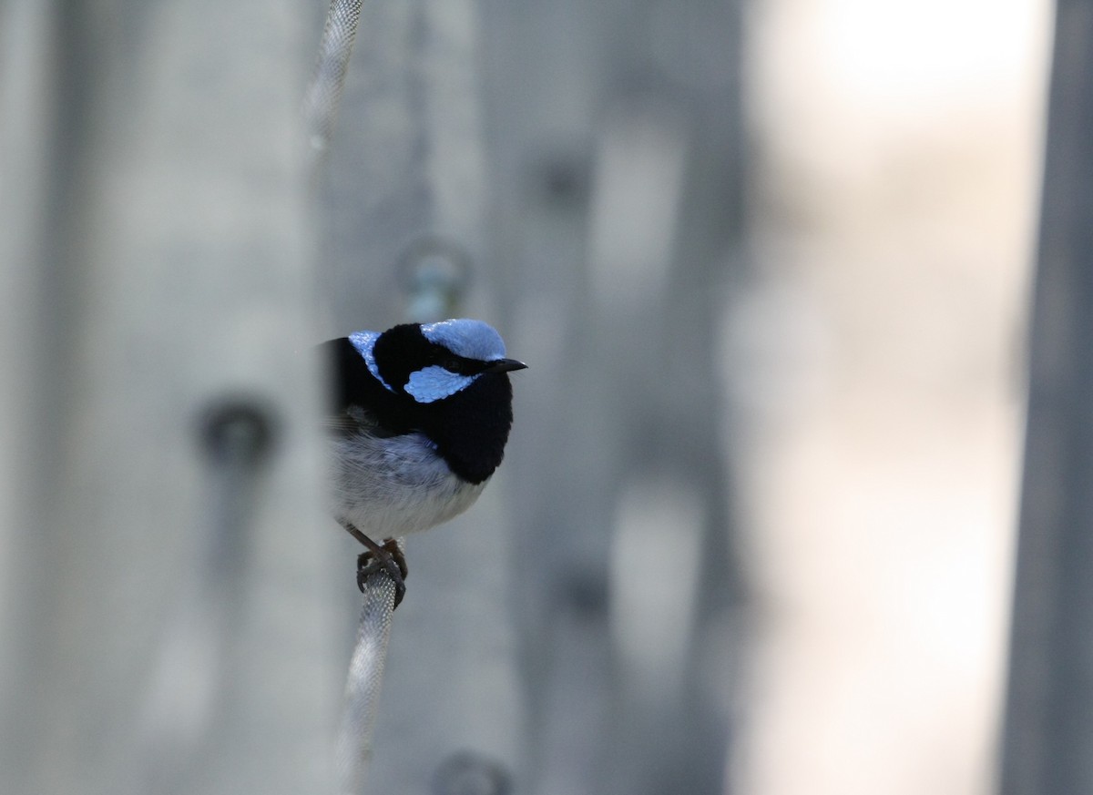 Superb Fairywren - ML642846678