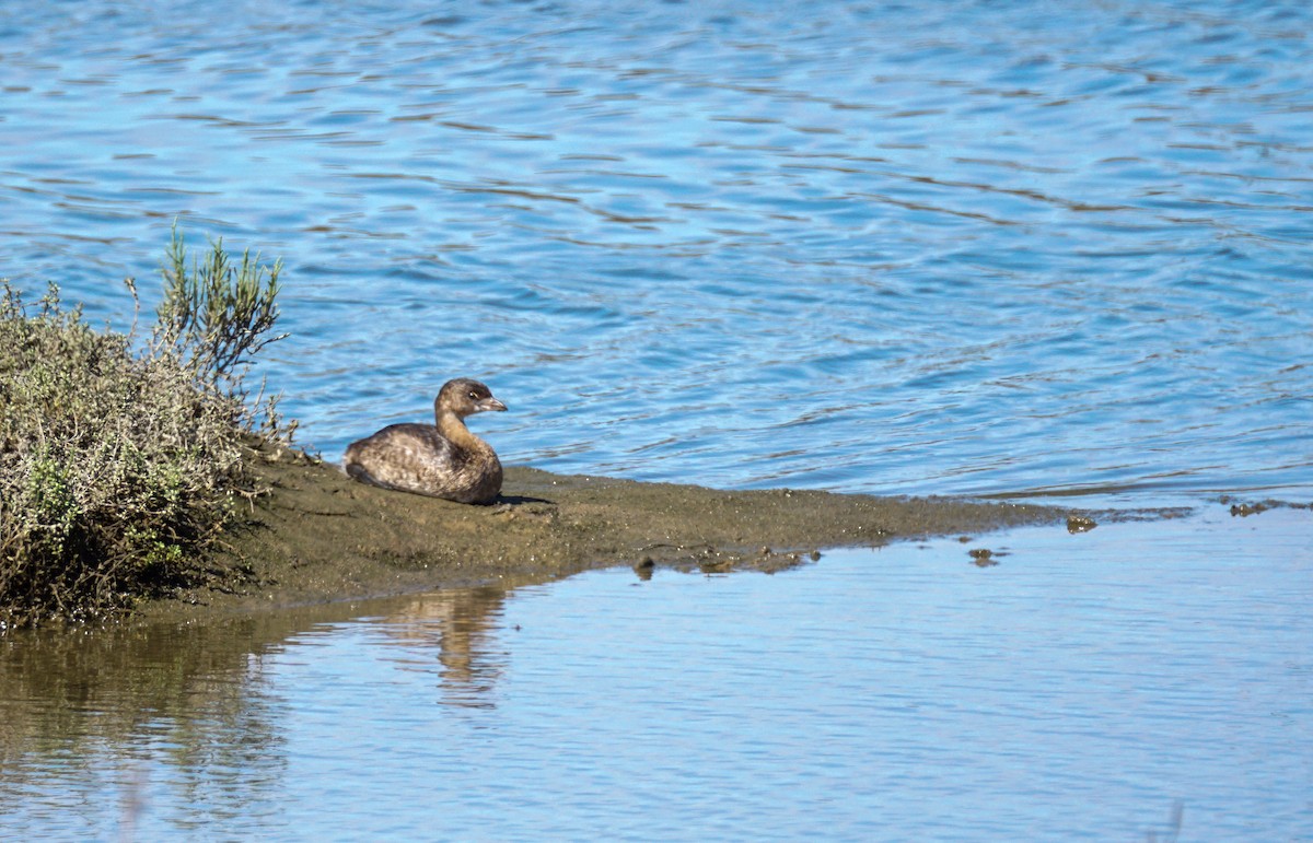 Pied-billed Grebe - ML642846679