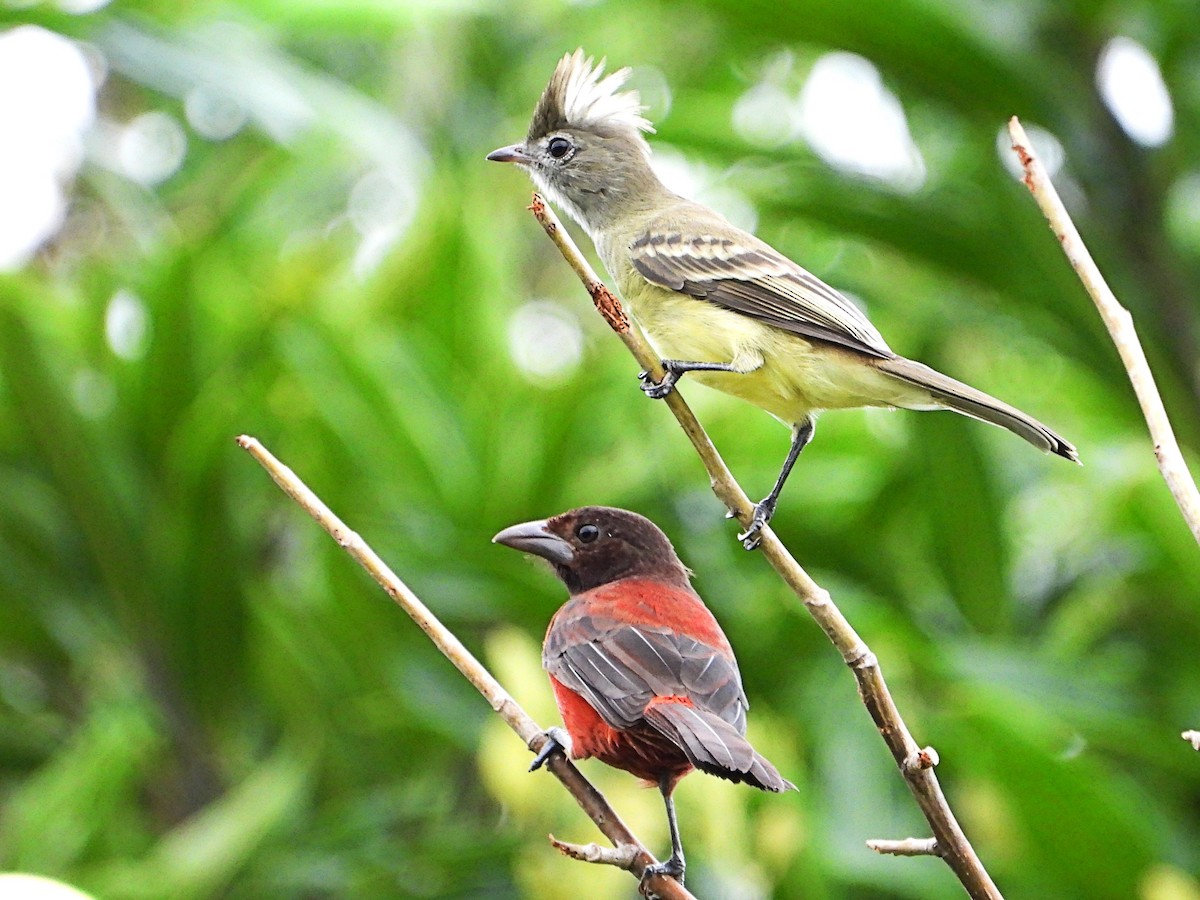 Crimson-backed Tanager - ML642846680