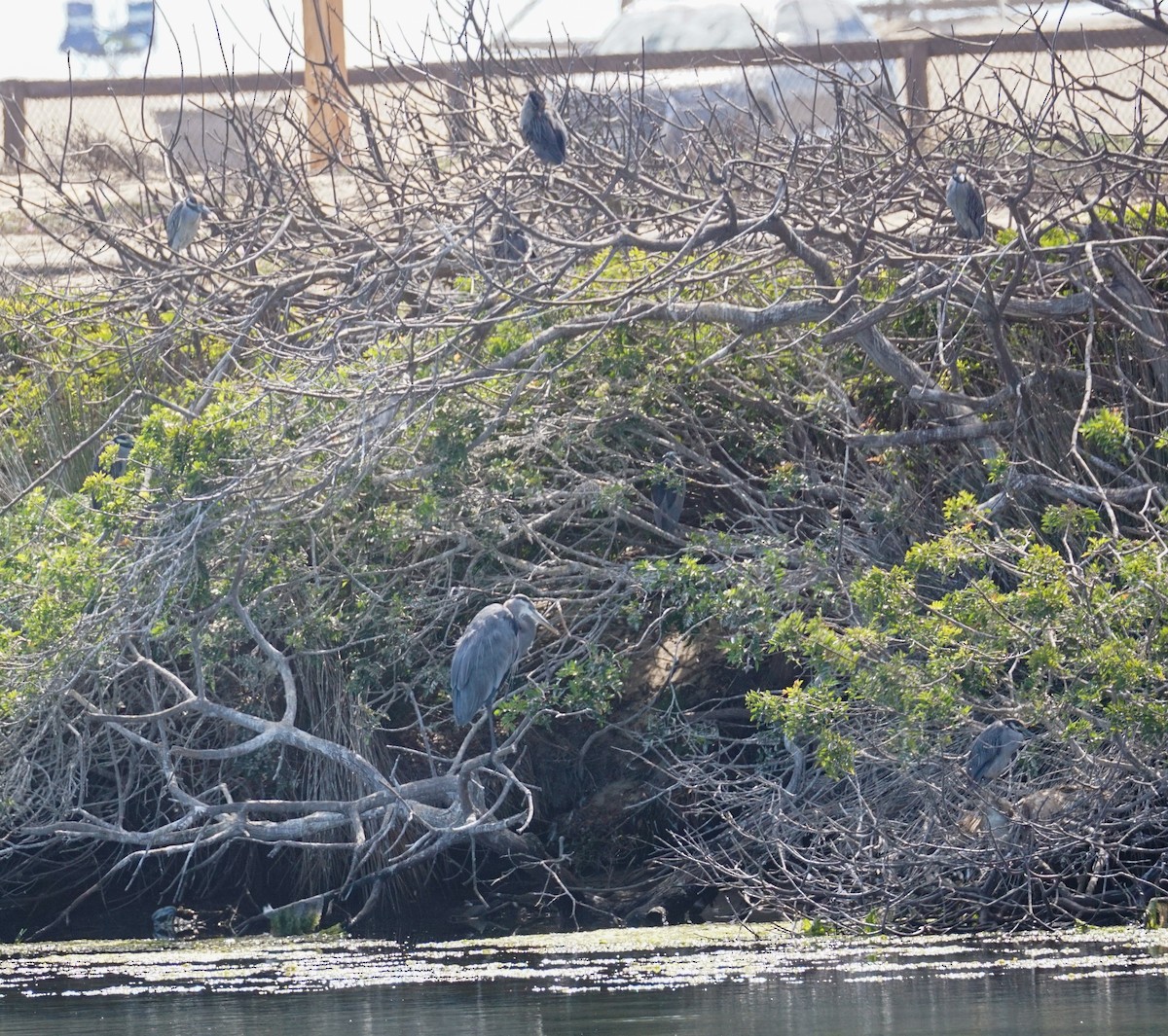 Yellow-crowned Night Heron - ML642846692