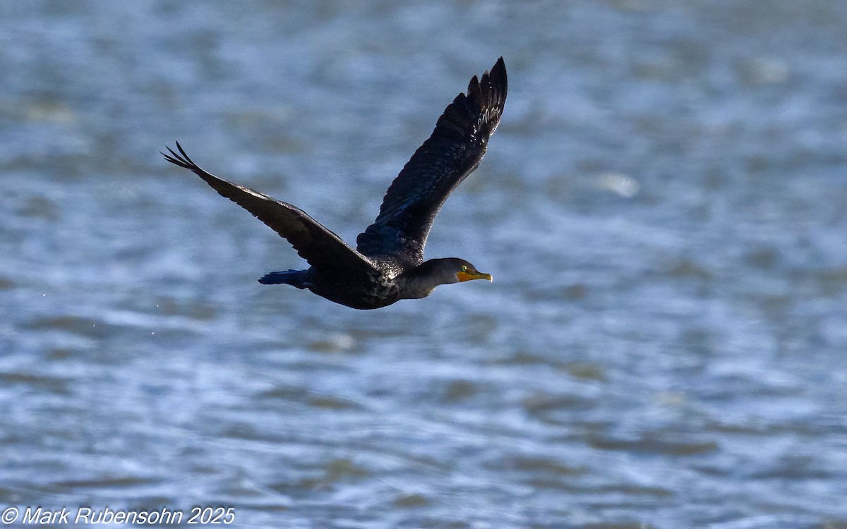 kormorán ušatý - ML642846695