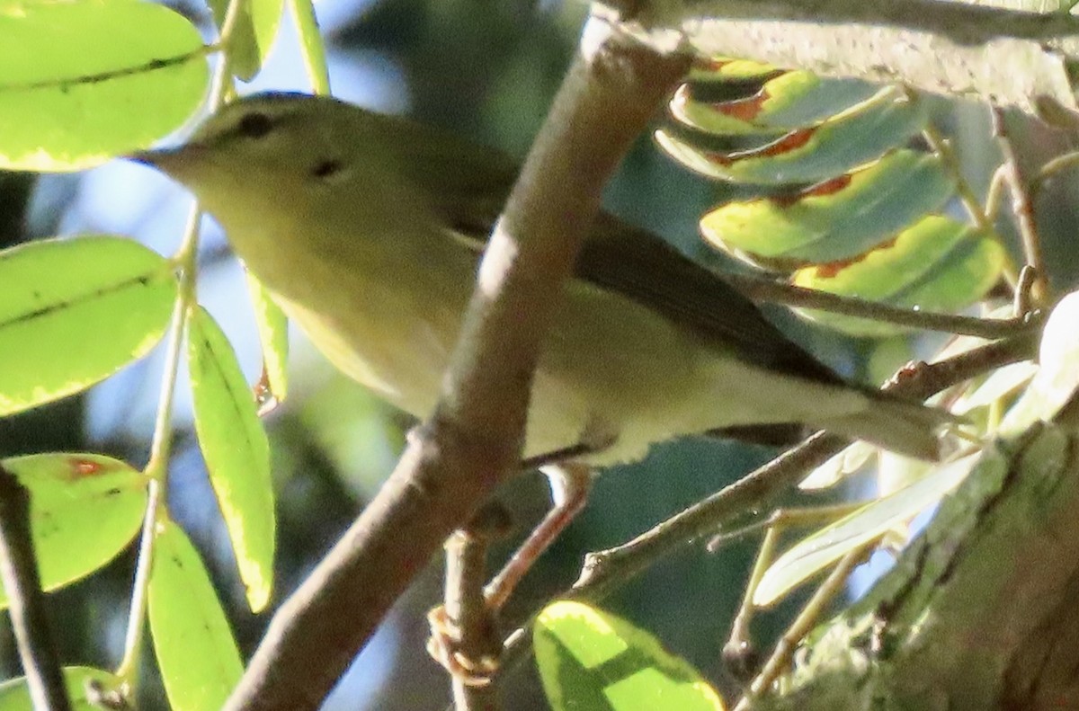 Tennessee Warbler - ML642846699