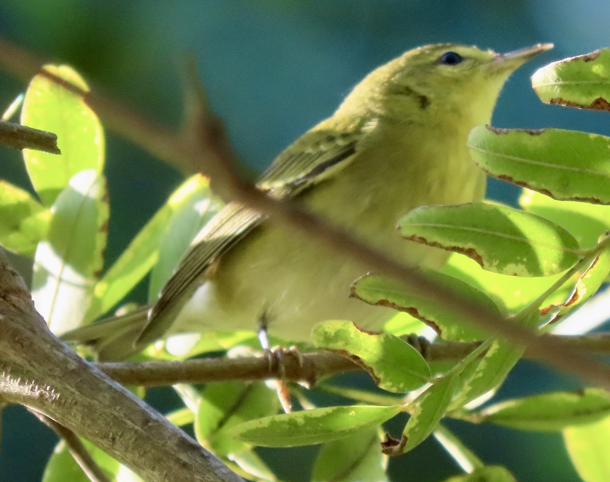 Tennessee Warbler - ML642846701
